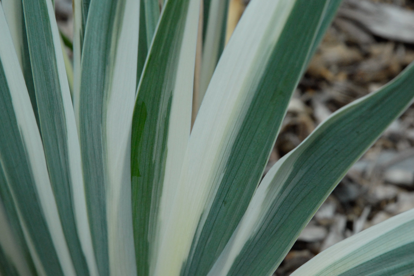 White Dalmatian Iris